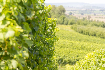 Green plant growing in vineyard