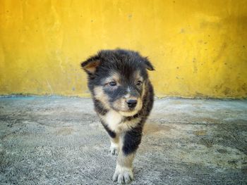 Portrait of dog on yellow wall