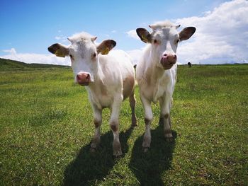 Portrait of cows on field