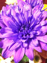 Close-up of purple flower