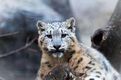 Close-up portrait of snow leopard