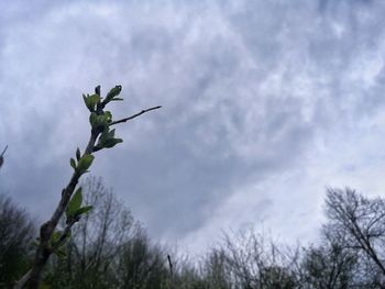 Low angle view of tree against sky