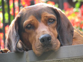 Close-up portrait of dog looking away