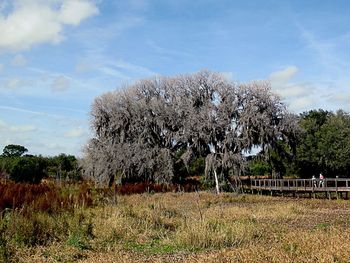 View of trees on field against sky