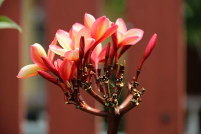 Close-up of red flowering plant