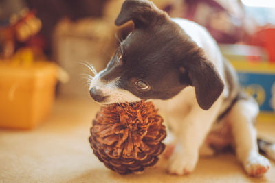 Puppy chewing on a pinecone