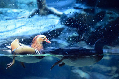 View of fish swimming in aquarium