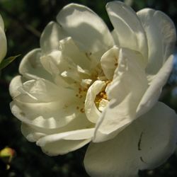 Close-up of white flowers