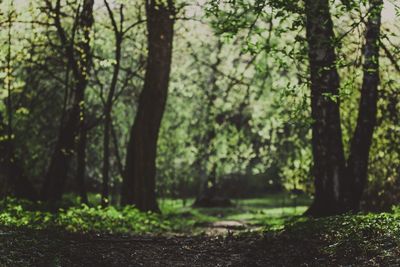 Trees growing in forest