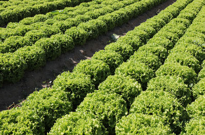 Fresh green lettuce on the cultivated field