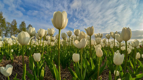 Close-up of crocus blooming on field against sky