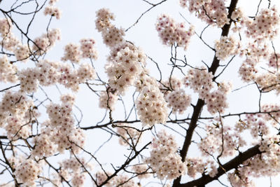 Low angle view of cherry blossoms against sky