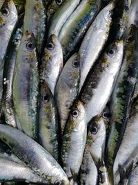 Close-up of fish for sale in market