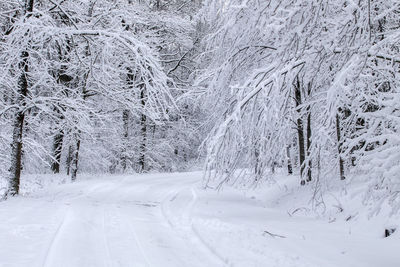 Snow covered tree