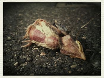 Close-up of snail on ground