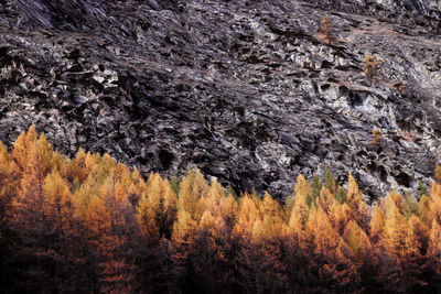 Trees in forest during autumn