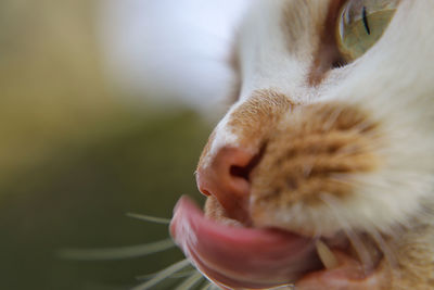 Close-up of a cat with toungue out 