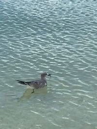 High angle view of ducks swimming in lake