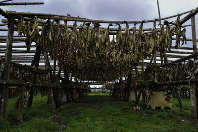 Clothes drying on field against sky