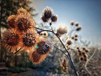 Close-up of wilted flower on field against sky