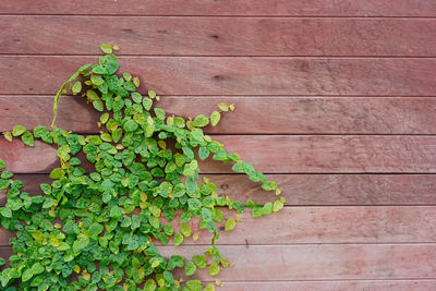 High angle view of ivy growing on wall