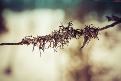 Close-up of plant against blurred background