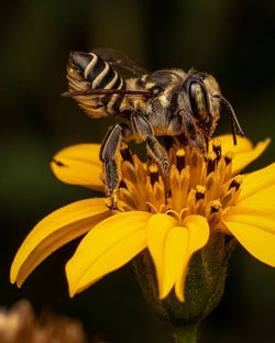 Close-up of insect on yellow flower