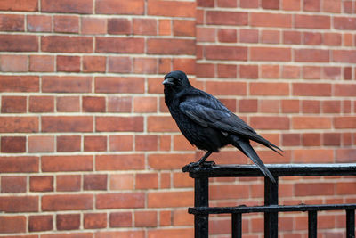 Black bird perching on brick wall