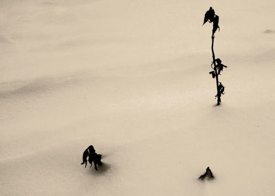 High angle view of silhouette people walking on land