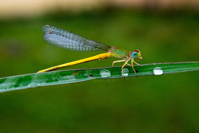 Closeup of damselfly touching waterdroplet on leaf