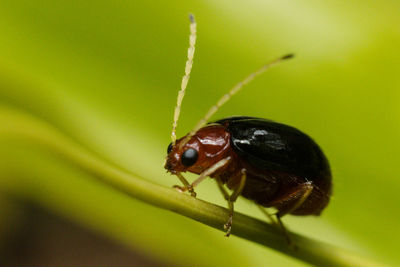 Close-up of insect on plant