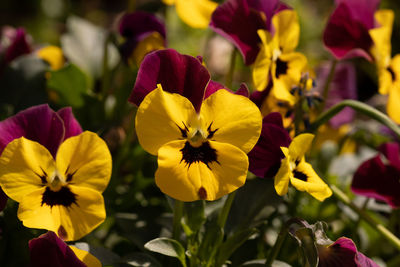 Close-up of yellow flowering plants