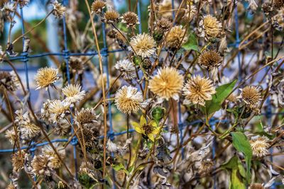 Close-up of wilted flowering plant