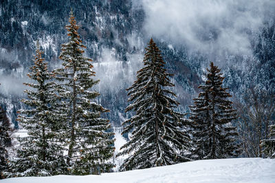 Pine trees in forest during winter
