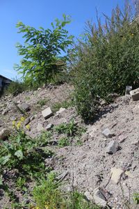 Plants growing on landscape against sky