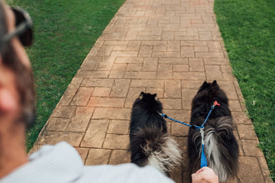 High angle view of people with dog