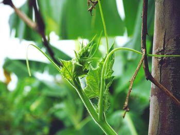 Close-up of insect on plant