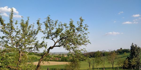 Low angle view of trees against sky