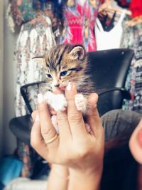 Close-up of hand holding cat