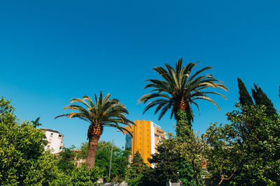 Low angle view of palm trees against clear blue sky