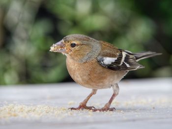 Close-up of bird eating on table. chaffinch