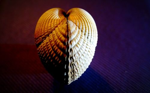 Close-up of heart shape shell