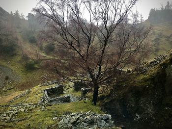 Bare tree by rocks against sky