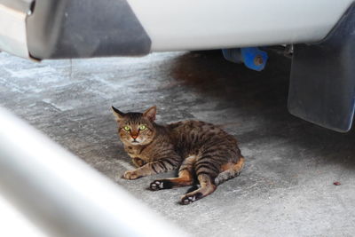 Portrait of cat lying down