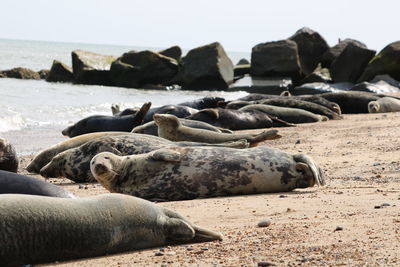 Sunbathing sea lions 