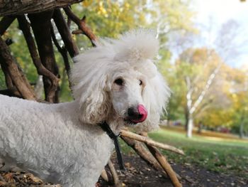 Close-up of dog on tree