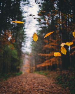 Autumn trees on field in forest