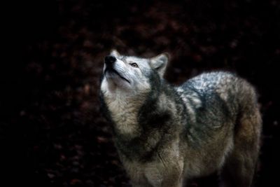 Close-up of wolf  looking away