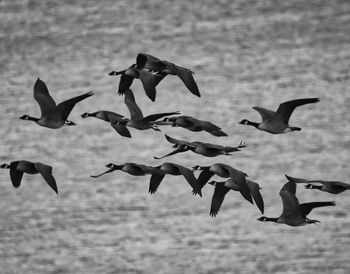 Flock of birds flying over sea