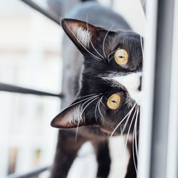 Close-up portrait of black cat with yellow eyes